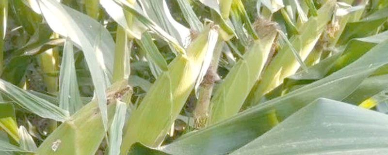 沃玉3号玉米介绍，平均亩产量为858.6kg