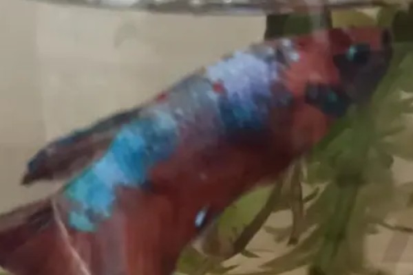斗鱼身上长毛的原因，可能是因为患了水霉病