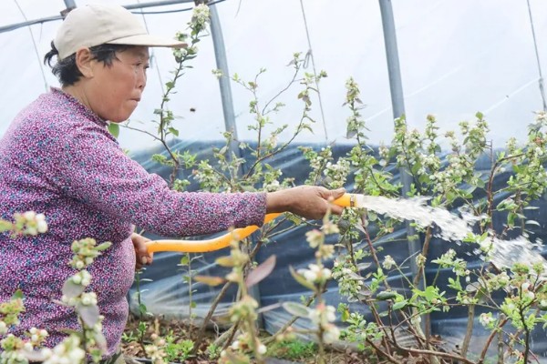 北方冬天蓝莓怎么过冬，要把它放在向阳的位置
