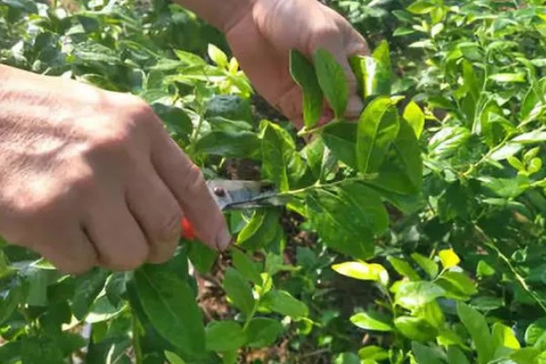 北方冬天蓝莓怎么过冬，要把它放在向阳的位置