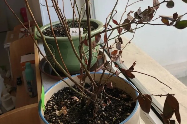 北方冬天蓝莓怎么过冬，要把它放在向阳的位置