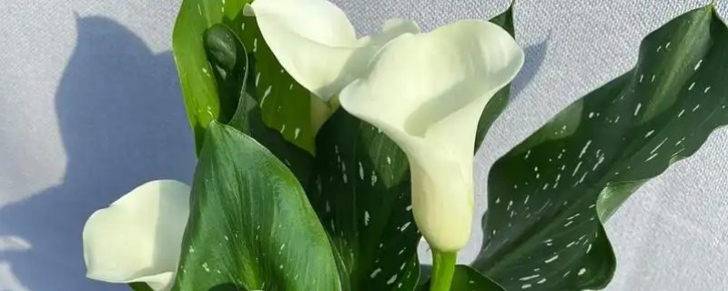 马蹄莲对花土的要求，选择透气性比较好的弱酸性花土