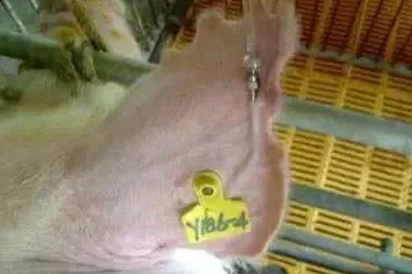 小猪腹泻的原因，包含病理性和生理性腹泻等