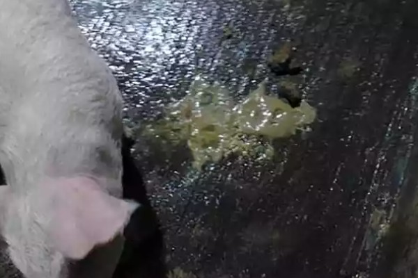 小猪腹泻的原因，包含病理性和生理性腹泻等