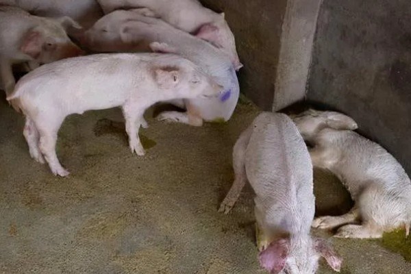小猪腹泻的原因，包含病理性和生理性腹泻等