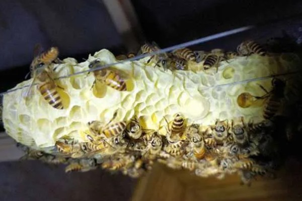 蜜蜂鸡蛋群能养活吗，完全有可能再自繁起来