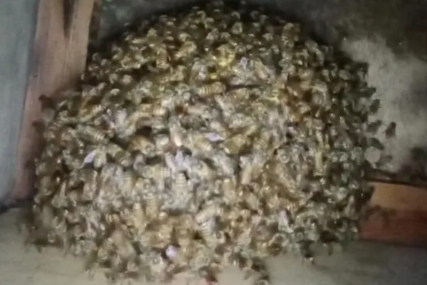 蜜蜂鸡蛋群能养活吗，完全有可能再自繁起来
