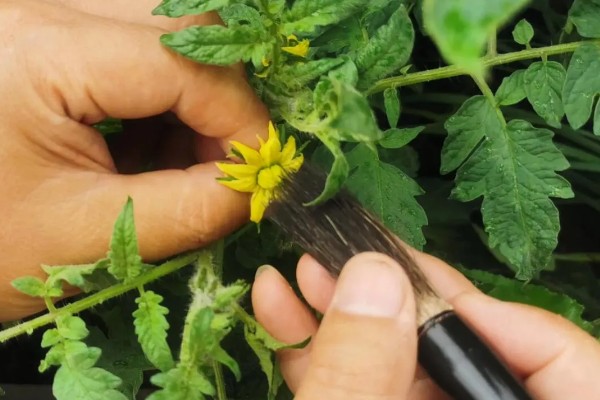 圣女果开花后多长时间才能结果，需要一个月的时间