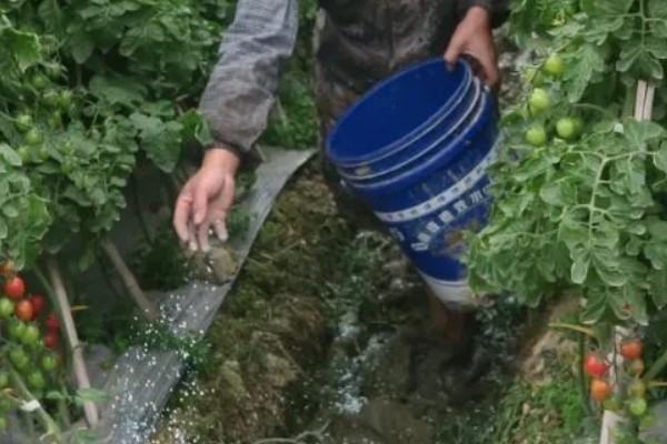 圣女果开花后多长时间才能结果，需要一个月的时间