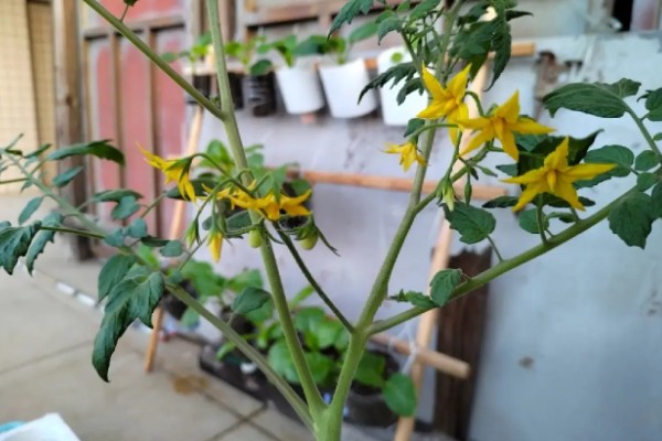 圣女果开花后多长时间才能结果，需要一个月的时间