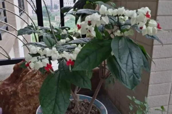 龙吐珠的掐尖方式，把顶端的嫩芽剪除可促进侧枝生长
