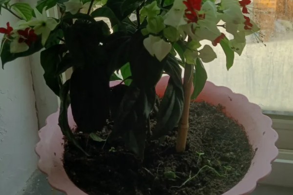 龙吐珠的掐尖方式，把顶端的嫩芽剪除可促进侧枝生长