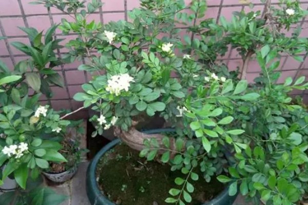 十里香的品种介绍，又称千里香、七里香等