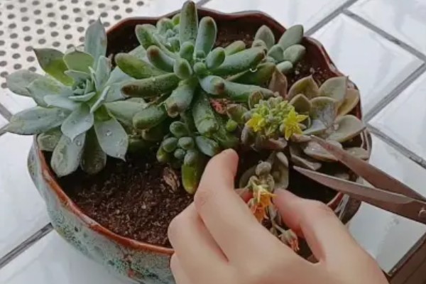 肉肉开花要把花剪掉吗，长势差的植株剪除花箭可以节省养分