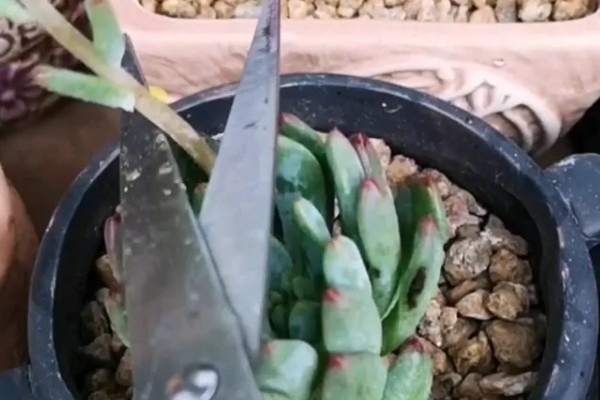 肉肉开花要把花剪掉吗，长势差的植株剪除花箭可以节省养分