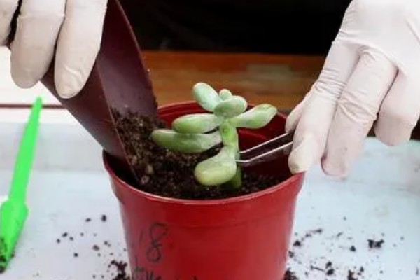 肉肉开花要把花剪掉吗，长势差的植株剪除花箭可以节省养分