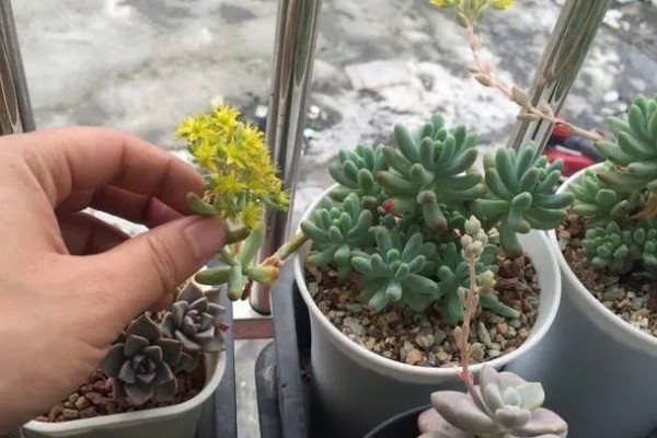肉肉开花要把花剪掉吗，长势差的植株剪除花箭可以节省养分