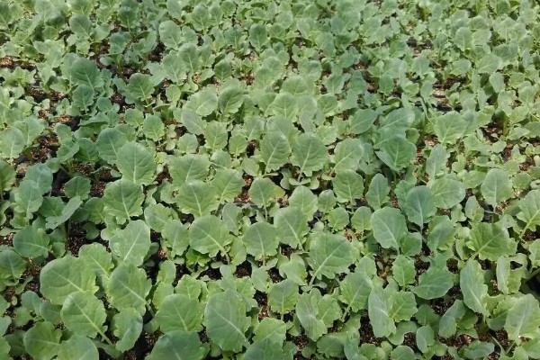 10月份能不能种西兰花，种植期间需将温度保持在15-20℃左右