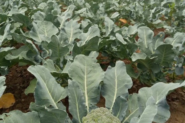 10月份能不能种西兰花，种植期间需将温度保持在15-20℃左右