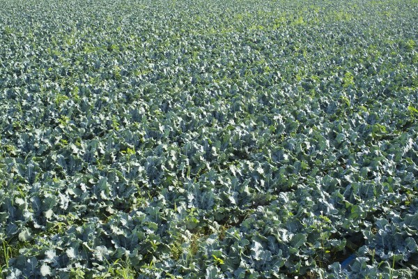 10月份能不能种西兰花，种植期间需将温度保持在15-20℃左右