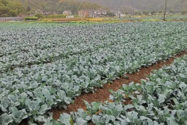 10月份能不能种西兰花，种植期间需将温度保持在15-20℃左右