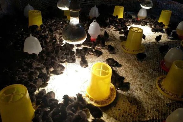 怎么分辨小鸡的性别，公鸡身体重且腿高、母鸡身体轻且腿短