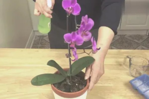 蝴蝶兰的花期时间，花期在4-6月份
