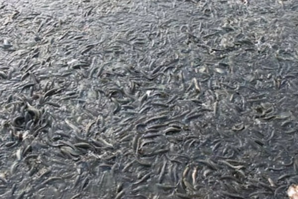 6到8厘米黑鱼苗的食物，以蝌蚪、小虾、仔鱼等为食