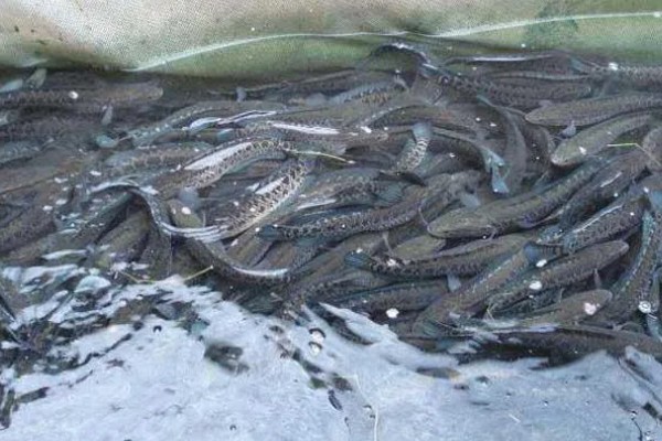 6到8厘米黑鱼苗的食物，以蝌蚪、小虾、仔鱼等为食