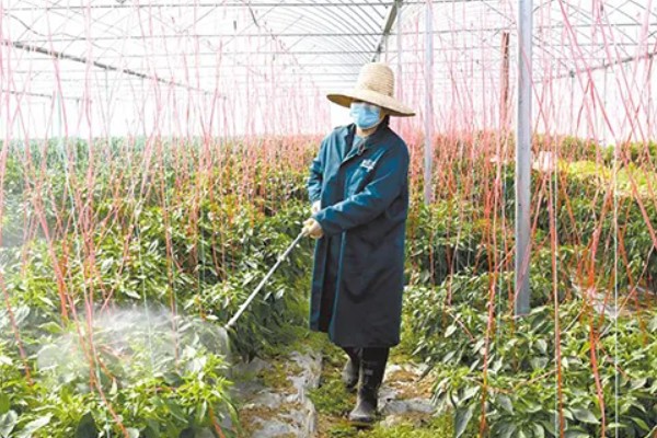 朝天椒的种植方法，一般在每年的2-3月种植
