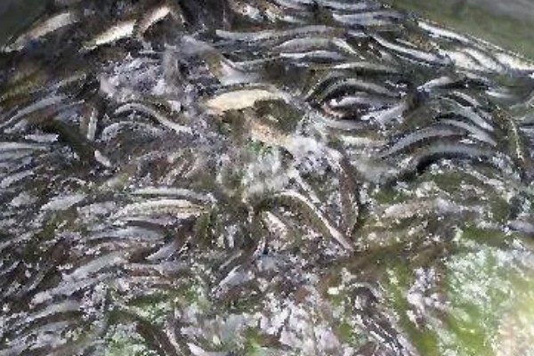 6到8厘米黑鱼苗的食物，以蝌蚪、小虾、仔鱼等为食