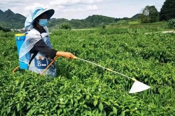 朝天椒的种植方法，一般在每年的2-3月种植