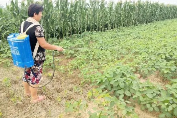 绿豆开花到成熟要多少天，需要三十天左右