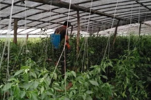 朝天椒的种植方法，一般在每年的2-3月种植