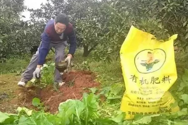 绿豆开花到成熟要多少天，需要三十天左右