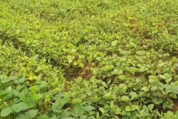 绿豆开花到成熟要多少天，需要三十天左右