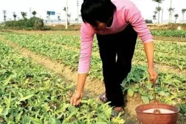 绿豆开花到成熟要多少天，需要三十天左右