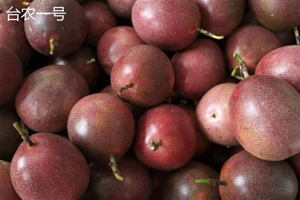 百香果的品种，常见的有台农一号、紫香一号等