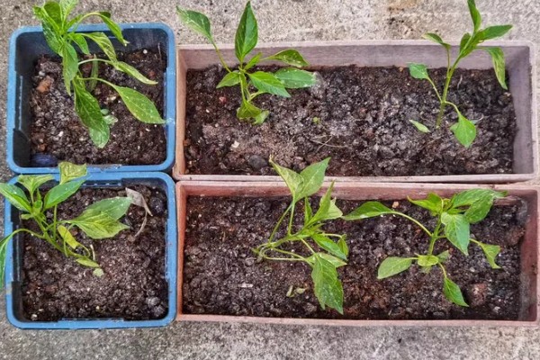 小米辣如何盆栽种植，播种前先浸种