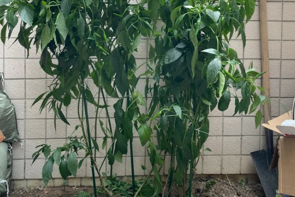 小米辣如何盆栽种植，播种前先浸种
