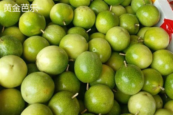百香果的品种，常见的有台农一号、紫香一号等