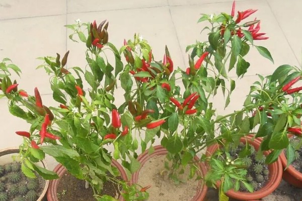 小米辣如何盆栽种植，播种前先浸种