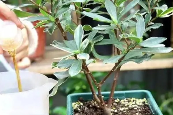 瑞香耐寒多少度会冻死，在零下5度的低温中冻死
