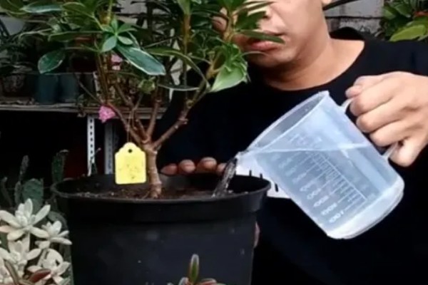 瑞香耐寒多少度会冻死，在零下5度的低温中冻死