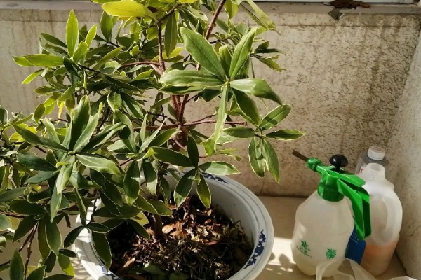 瑞香耐寒多少度会冻死，在零下5度的低温中冻死