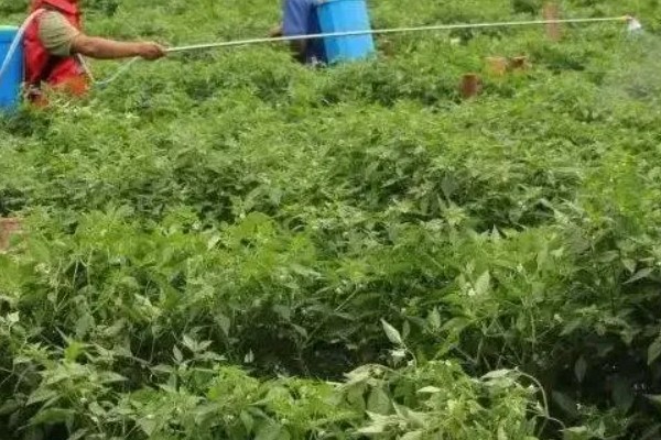 朝天椒的种植方法，一般在每年的2-3月种植