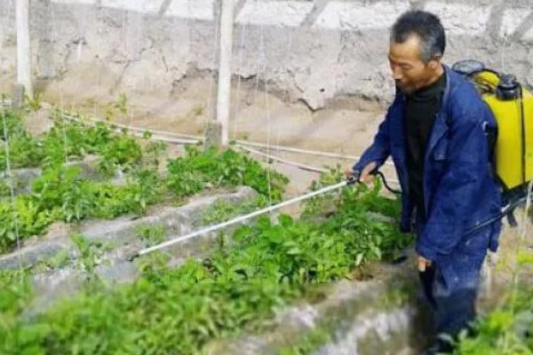 朝天椒的种植方法，一般在每年的2-3月种植