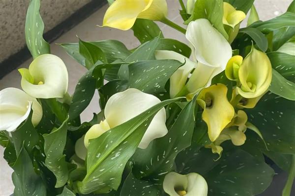白色马蹄莲有什么花语，代表忠贞不渝、永结同心