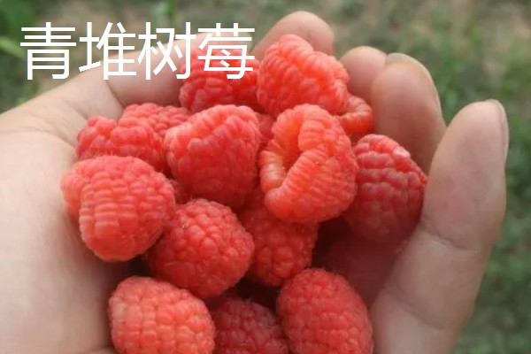 河南卫辉市的特产，有卫红花、牛忠喜烧饼等