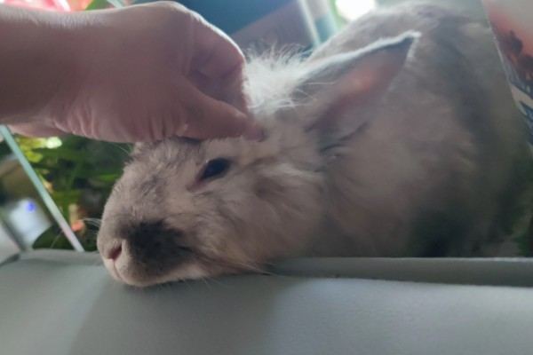 兔疥螨病的症状，严重的会出现瘙痒和疼痛